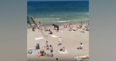 Прискакала отдыхать: на пляже под Калининградом заметили лошадь