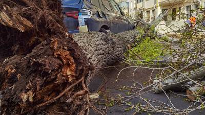 Девять машин повреждены из-за падения деревьев во время непогоды в Москве
