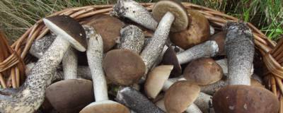В Новосибирской области стартовал сезон «грибной охоты»