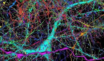 Google и Гарвард представили самую подробную карту фрагмента человеческого мозга