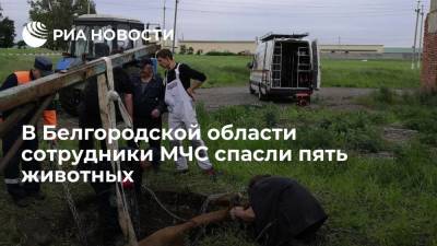 В Белгородской области сотрудники МЧС спасли пять животных