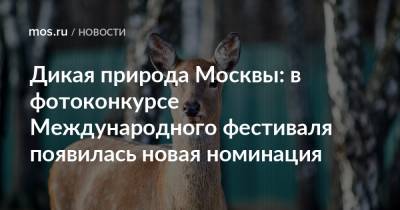 Дикая природа Москвы: в фотоконкурсе Международного фестиваля появилась новая номинация