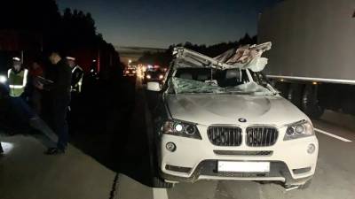 Водитель BMW не пережил встречи с лосем, сбитым другой машиной