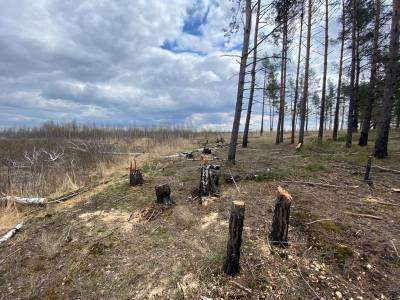 Военная прокуратура провела проверку по факту вырубки деревьев в Сельцах
