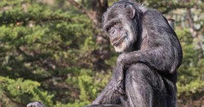 В США умер самый старый в мире шимпанзе (фото)