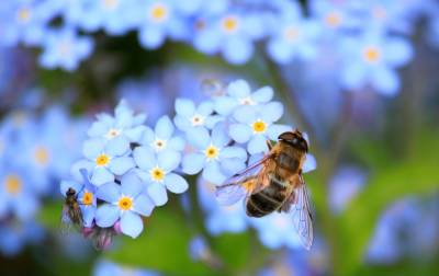 На юге Башкортостана массово гибнут пчелы - nazaccent.ru - Башкирия