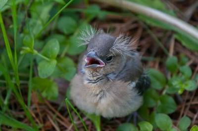 Специалисты-орнитологи призывают не спасать выпавших из гнезда птенцов