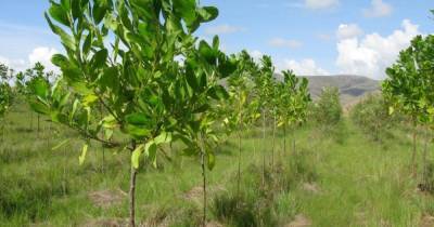 В Кабмине заявили, что на задумку Зеленского с деревьями нужно 2 млрд гривен