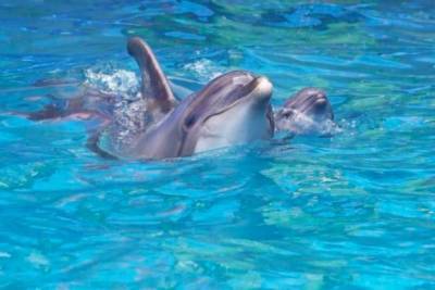 В Одессе мальчика укусил дельфин: ребенку наложили швы
