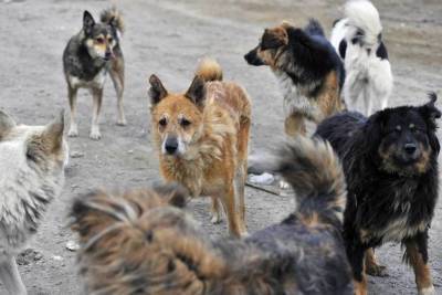 В Ивановской области прокуроры озаботились бездомными собаками, искусавшими детей