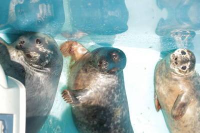 Ещё четыре тюленёнка отправились познавать Финский залив