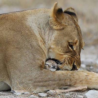 В зоопарке в Индии львица по кличке Нила стала жертвой коронавируса