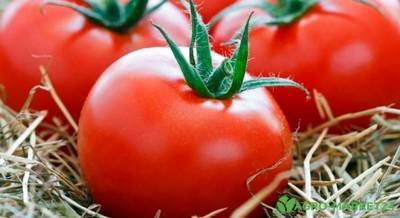 Урожайные сорта ранних томатов