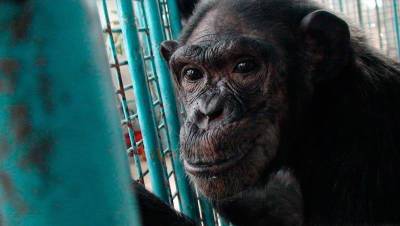 Старейший шимпанзе мира умер в американском зоопарке