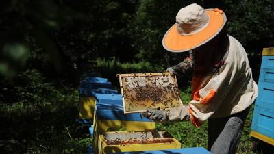 Пчеловоды Башкирии пожаловались на массовую гибель пчел