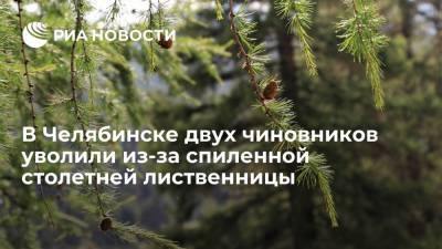 В Челябинске двух чиновников уволили из-за спиленной столетней лиственницы