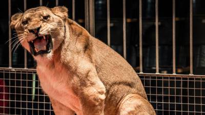 В Индии львица в зоопарке умерла с положительным тестом на коронавирус