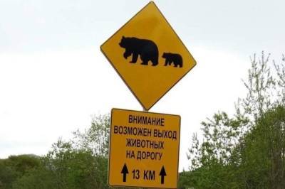 На дорогах Камчатки впервые появятся знаки «Осторожно, медведи!»