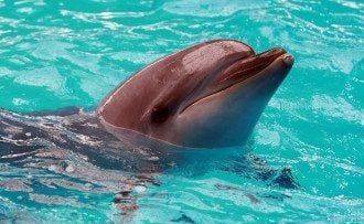В одесском дельфинарии один из дельфинов сильно укусил мальчика за руку: видео инцидента