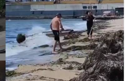 В Бердянске водоросли с пляжа сбрасывают обратно в море