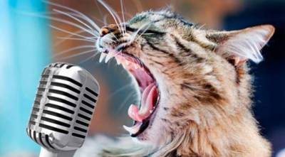 Кот-солист: В сети стало вирусным видео с поющим котом