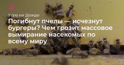 Погибнут пчелы — исчезнут бургеры? Чем грозит массовое вымирание насекомых по всему миру