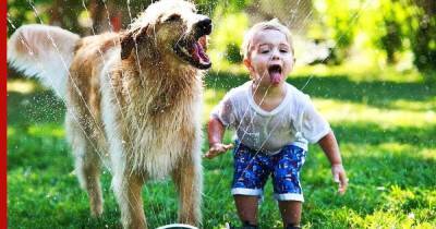 Собачье счастье: оригинальные гаджеты для четвероногих
