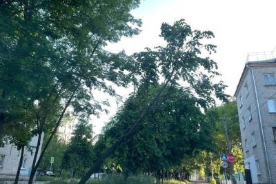 Жители Торжка опасаются, что скоро кому-то на голову упадёт дерево