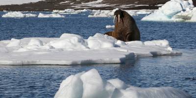 Ученые обеспокоены катастрофически быстрым таянием льда в Арктике
