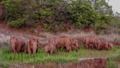 ФОТОФАКТ: Стадо диких азиатских слонов на окраине Куньмина