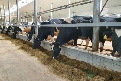 Брянские аграрии наращивают продуктивность крупного рогатого скота