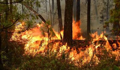 Минприроды заподозрило Иркутскую область и Якутию в занижении данных о лесных пожарах