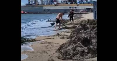 В Бердянске коммунальщики очистили пляж от водорослей, выбросив их в море (видео)