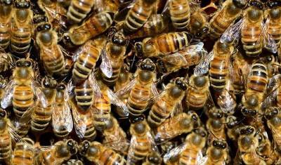 Россельхознадзор назвал предположительную причину гибели 23 пчелосемей в Башкирии