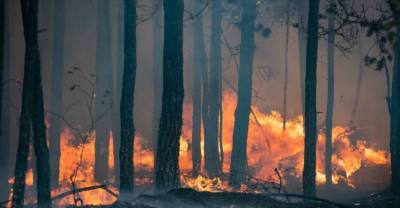 Минприроды уличило Якутию и Иркутскую область в занижении площади лесных пожаров