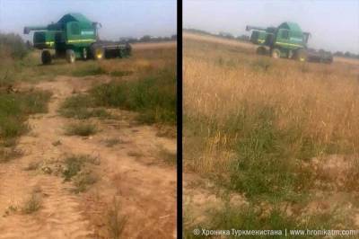 В Лебапе ожидают плохой урожай пшеницы. В сельхозобъединенях закапывают коллекторы для расширения полей