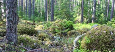 Карелия не попала в десятку лидеров по исполнению полномочий в области управления лесами