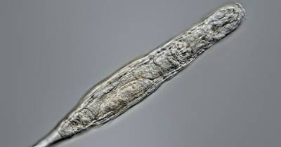 Исследователи "воскресили" замороженных 24 тыс. лет назад многоклеточных организмов