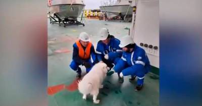 Экипаж российского ледокола спас потерявшуюся во льдах Арктики собаку