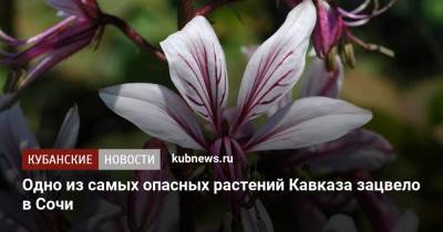 Одно из самых опасных растений Кавказа зацвело в Сочи