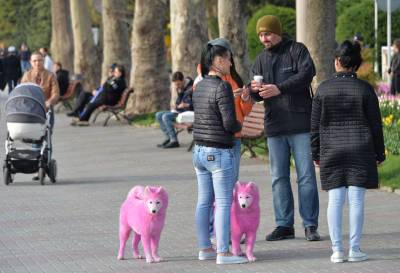В Сочи проводят проверку из-за фотосессий с покрашенными собаками