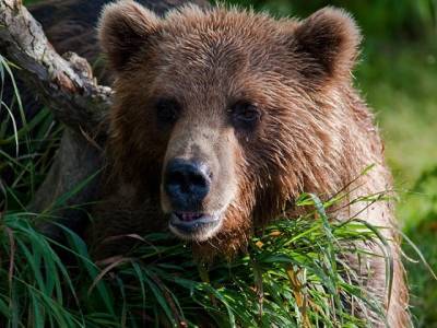 Фотоловушка на Таганае запечатлела любопытного медведя