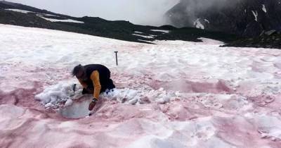 "Ледниковая кровь" в Альпах. Ученые нашли ответ почему она появляется и чем она грозит