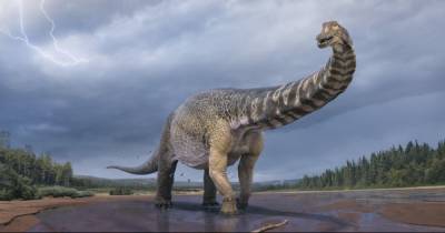 Величиной с баскетбольную площадку. В Австралии обнаружен динозавр невероятных размеров