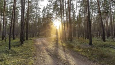 Еще в одном районе Тверской области запретили ходить и ездить в лес
