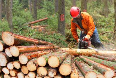 Костромская область по-прежнему в десятке лучших по эффективности лесопользования