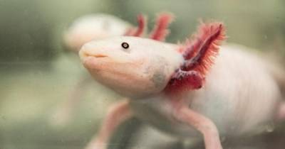 Люди обладают способностью регенерировать части тела, как саламандры, - ученые