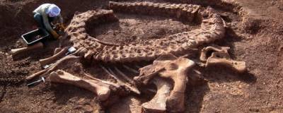 В Австралии учеными открыт новый вид гигантского титанозавра