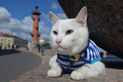 Во вторник, 8 июня, отмечается День петербургских котов и кошек