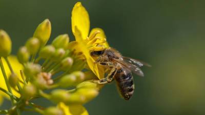 В Башкирии зафиксировали массовую гибель пчел